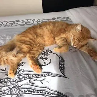 Saint House Bed & Breakfast